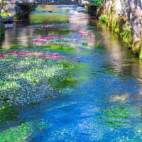 地蔵川の梅花藻1
