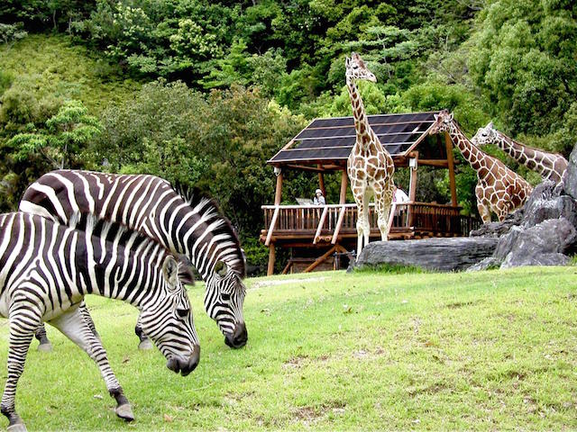 高知県立のいち動物公園