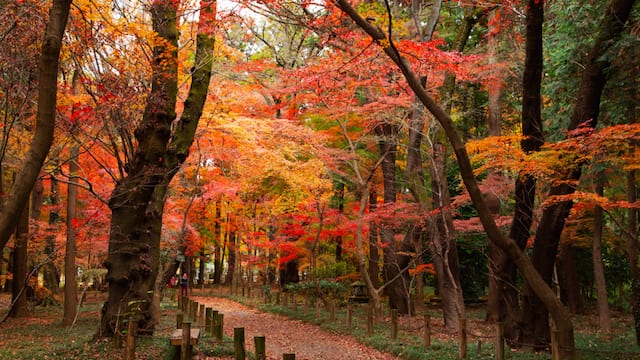 埼玉 紅葉 コレクション ペット