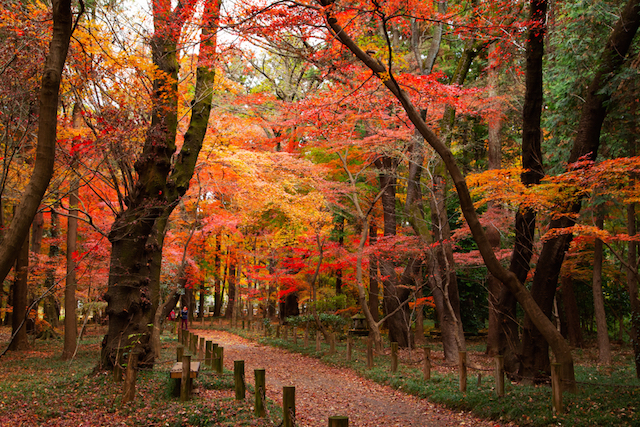 関東近郊の紅葉 広大な敷地で秋を楽しむ 埼玉県の紅葉スポット５選 Tabizine 人生に旅心を