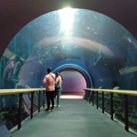 滋賀県立琵琶湖博物館水族展示室2