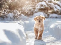 雪の中を歩く犬