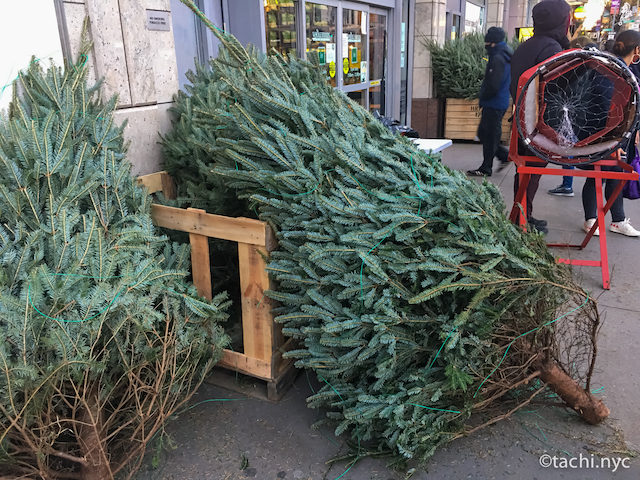 2020年　クリスマスツリー（もみの木）販売所