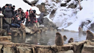 温泉サルを見る観光客