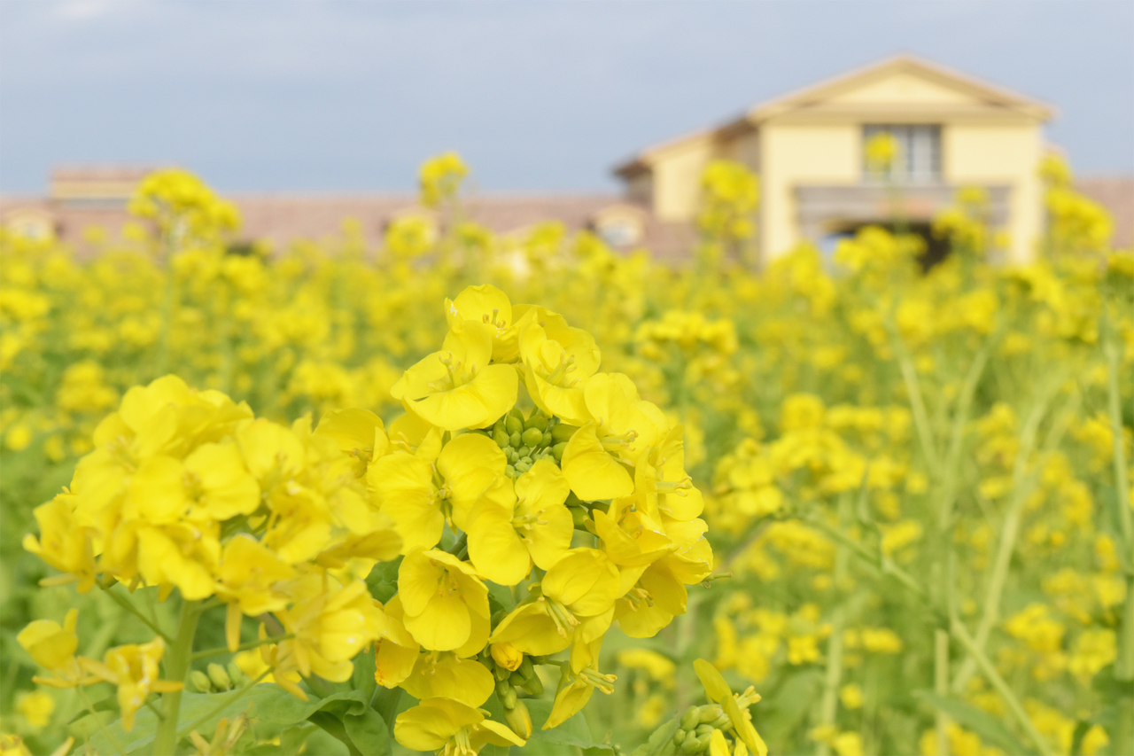 もう三浦半島では早春の花が開花！ソレイユの丘で「菜の花まつり」開催