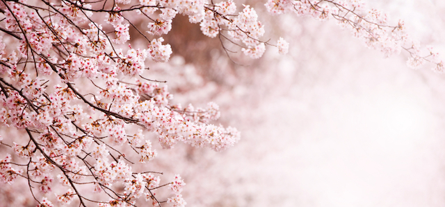 第一回桜開花予想