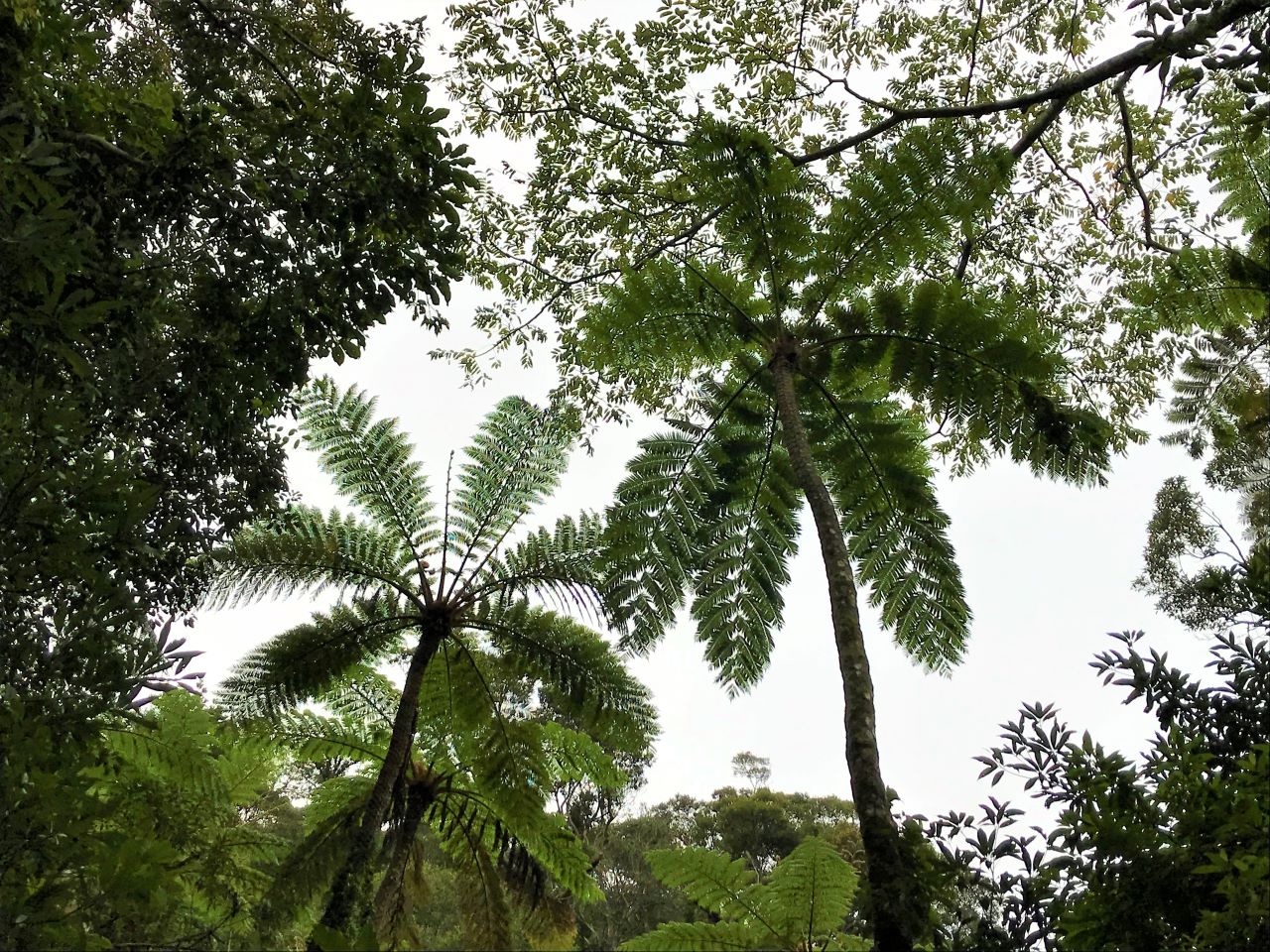 【奄美大島】手つかずの自然の宝庫「金作原原生林」で固有種の生きる神秘の森を散策