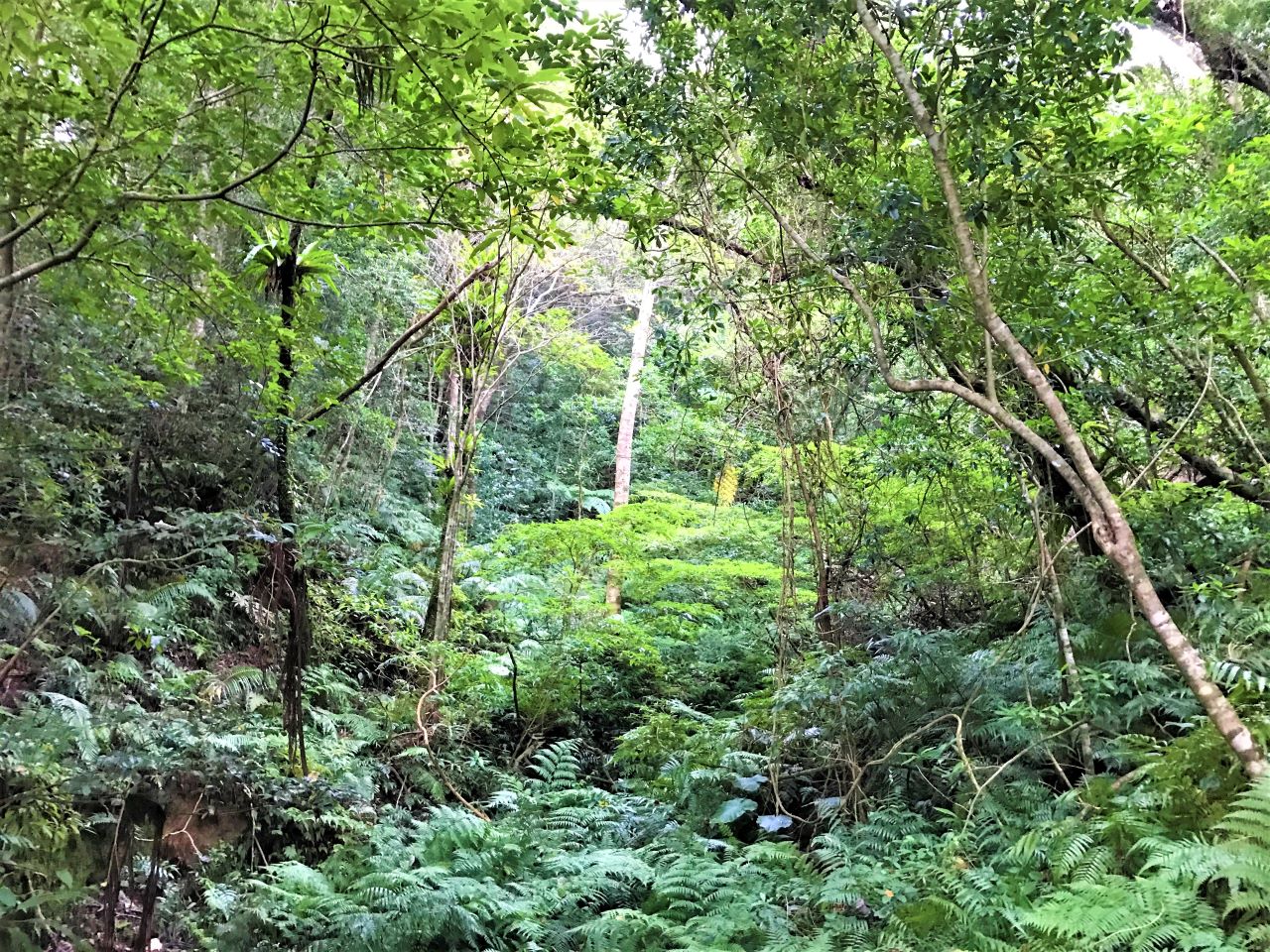 【奄美大島】手つかずの自然の宝庫「金作原原生林」で固有種の生きる神秘の森を散策
