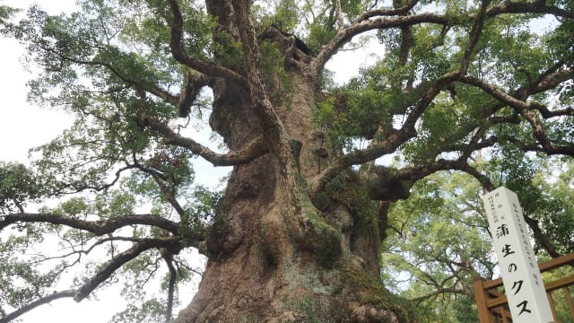 1本の木に会いに行く【22】樹齢1500年！日本一の巨樹「蒲生の大楠