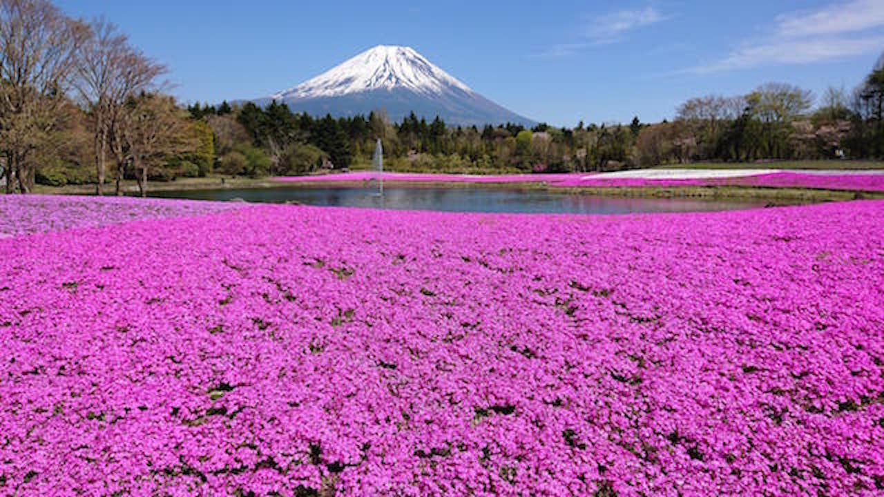 関東最大級！富士山と芝桜の競演「２０２１富士芝桜まつり」４月開幕