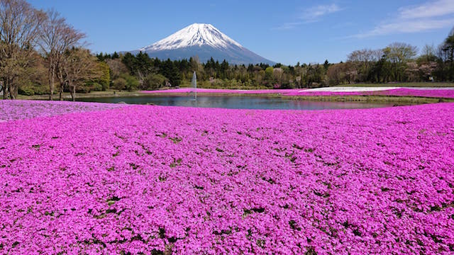 ２０２１富士芝桜まつり