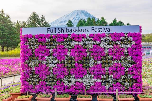 ２０２１富士芝桜まつり