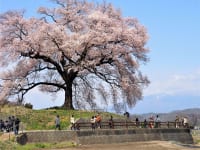 わに塚の桜遠望
