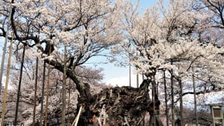 神代桜全景