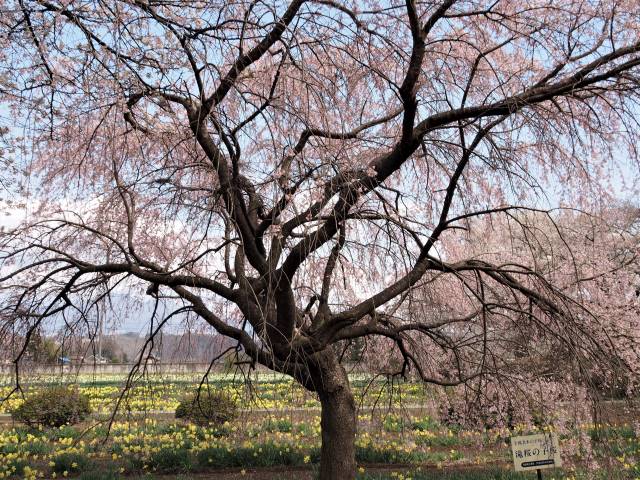 三春滝桜の小桜