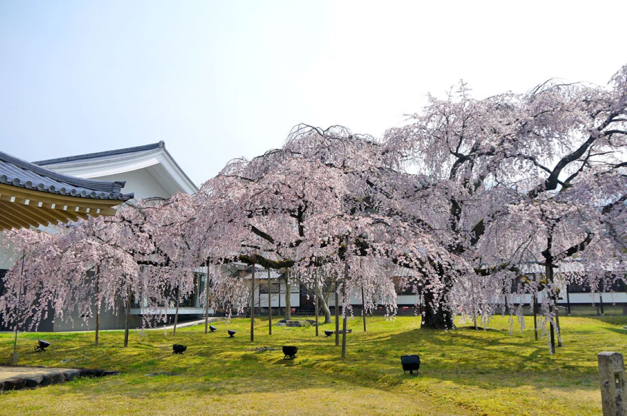 【京都】秀吉が愛した世界遺産「醍醐寺」の桜を望めるフレンチカフェ「ル・クロ スゥ ル スリジェ」