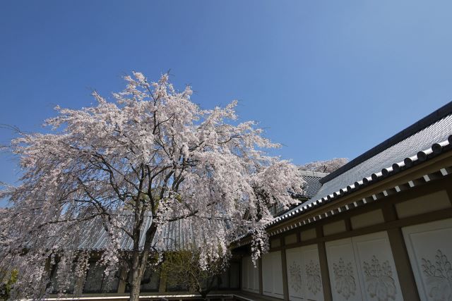 醍醐寺 霊宝館の桜