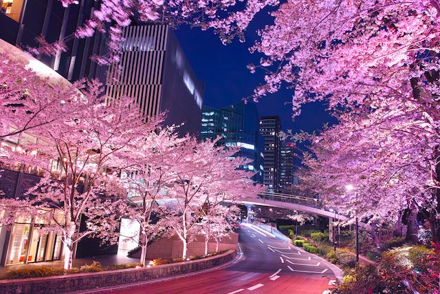 東京都港区東京ミッドタウンの夜桜