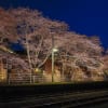 JR舞木駅の桜並木
