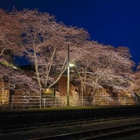 JR舞木駅の桜並木