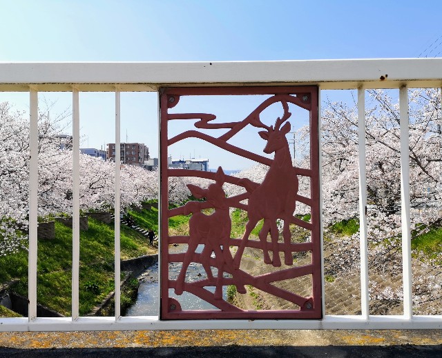 奈良県奈良市「佐保川の桜並木」橋の上
