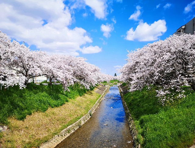 奈良県奈良市「佐保川の桜並木」満開の桜