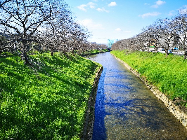 奈良県奈良市「佐保川の桜並木」開花前