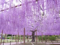 愛知県津島市天王川公園の藤
