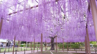 愛知県津島市天王川公園の藤