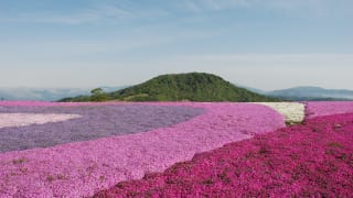 愛知県豊根村茶臼山高原の芝桜