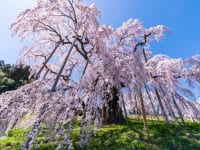 福島県三春滝桜