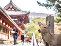 奈良の鹿