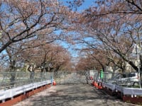 ゲートと桜並木