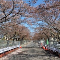ゲートと桜並木