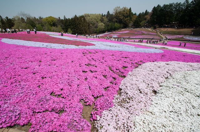 埼玉県秩父市羊山公園