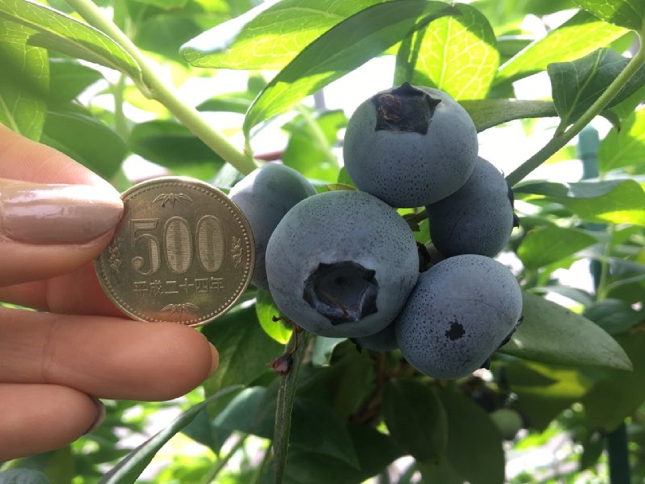 ５００円玉サイズのブルーベリーも！完全予約制の摘み取り農園が厚木にオープン