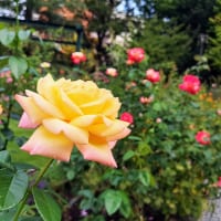 東京都練馬区・練馬区立　四季の香ローズガーデン「香りのガーデン」大輪のバラ2