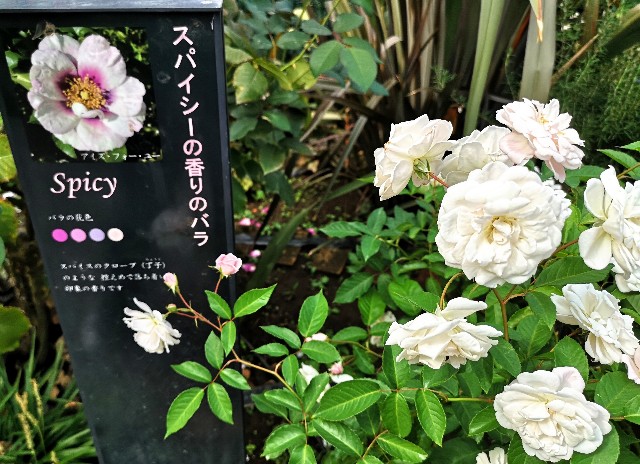 東京都練馬区・練馬区立　四季の香ローズガーデン「香りのローズガーデン」スパイシーの香りのバラ