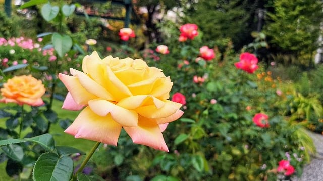 東京都練馬区・練馬区立　四季の香ローズガーデン「香りのガーデン」大輪のバラ