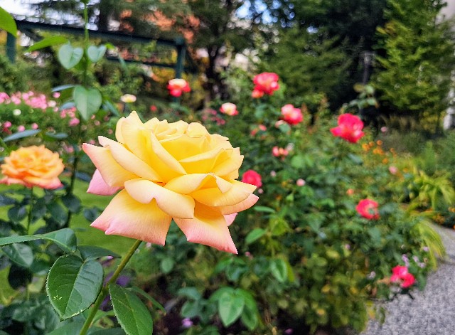 東京都練馬区・練馬区立　四季の香ローズガーデン「香りのガーデン」大輪のバラ