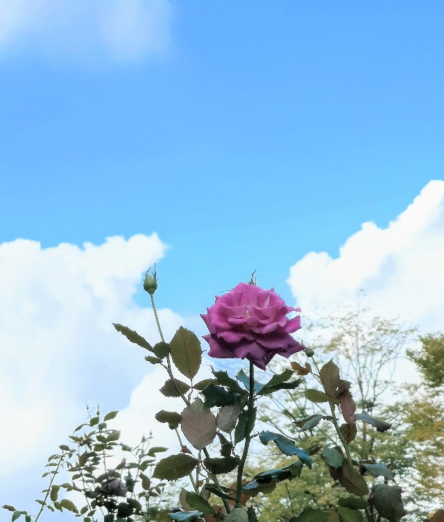 東京都練馬区・練馬区立　四季の香ローズガーデン「香りのローズガーデン」空とバラ