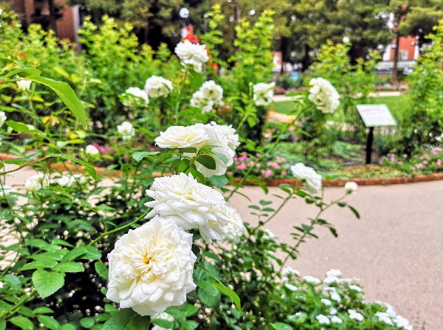 東京都練馬区・練馬区立　四季の香ローズガーデン「色彩のローズガーデン」ホワイト・ガーデン