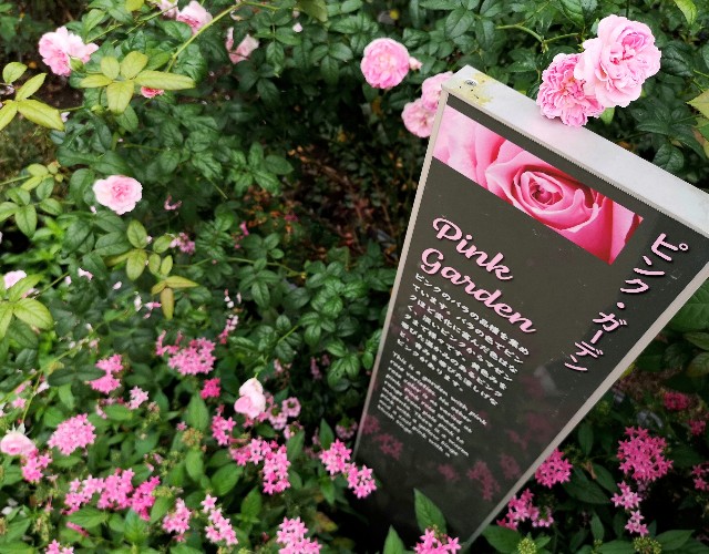 東京都練馬区・練馬区立　四季の香ローズガーデン「色彩のローズガーデン」ピンク・ガーデン