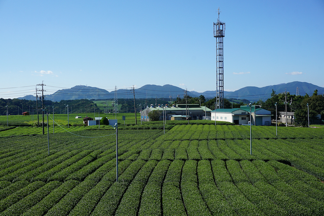 静岡県牧之原台地の茶畑
