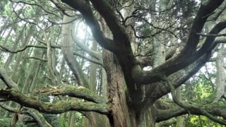 高森殿の木