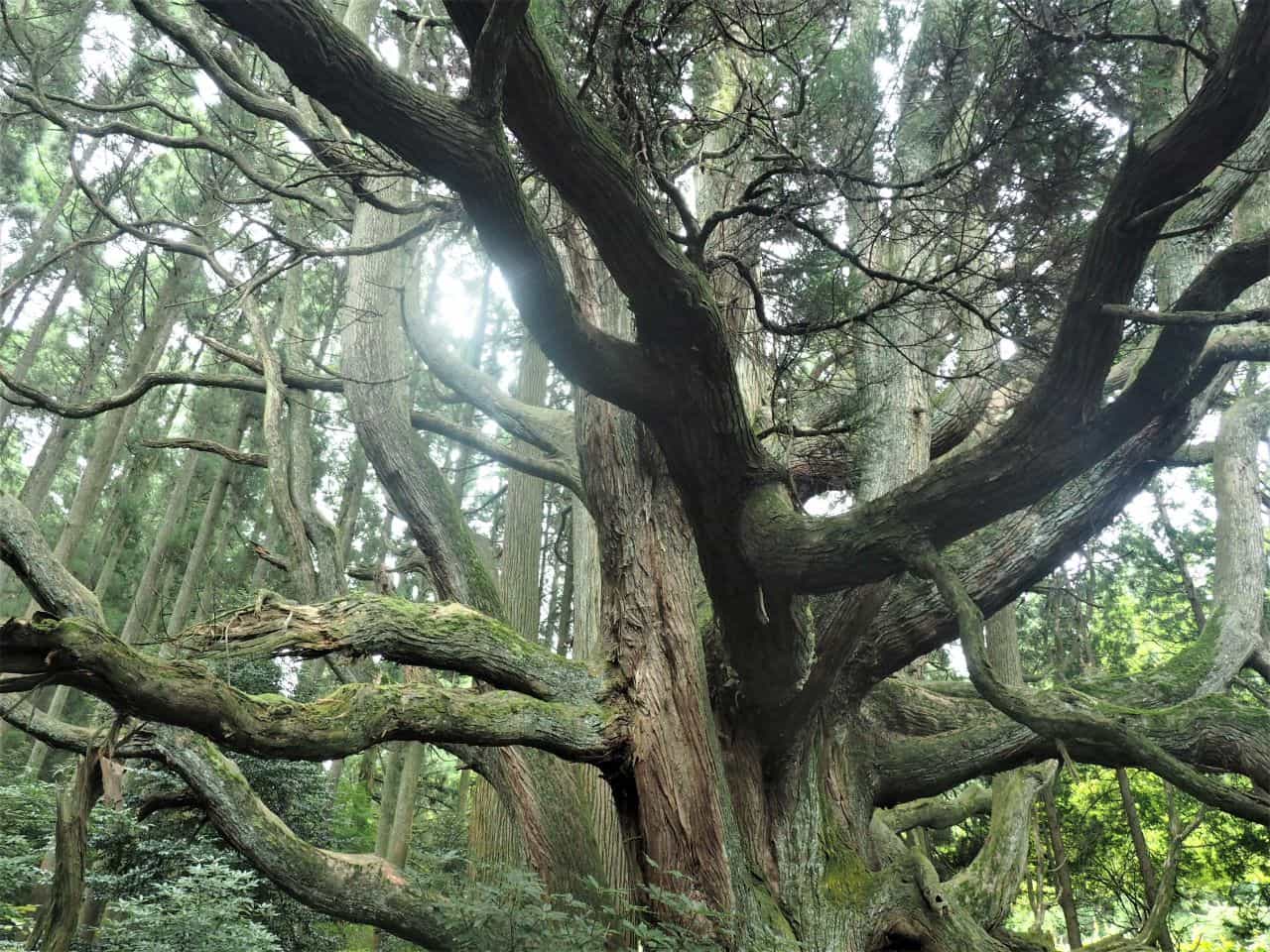 1本の木に会いに行く【30】阿蘇の巨木・太古の息吹を感じる「高森殿の杉」<熊本県＞