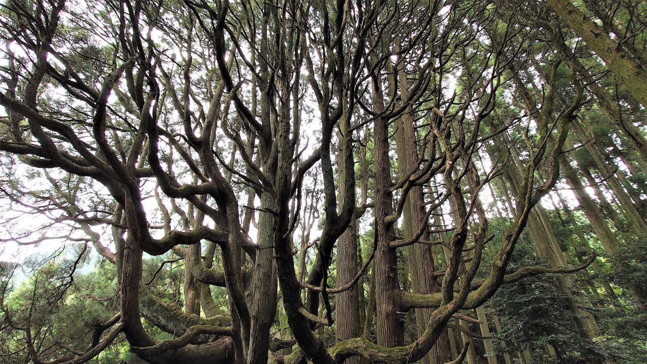 上方に延びる多数の枝