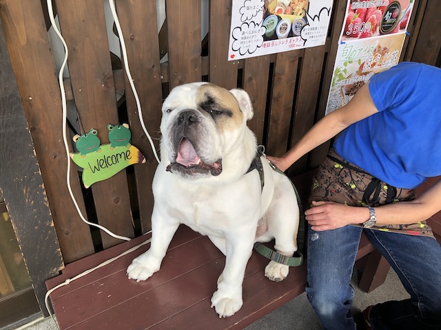 岡本屋 別府 犬