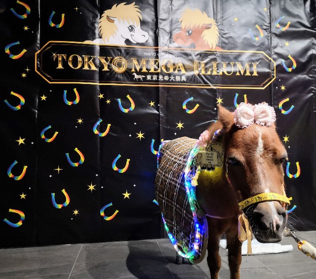東京都品川区・大井競馬場「東京メガイルミ2021-2022」お馬さんイベント（ミニチュアホース&ポニー）