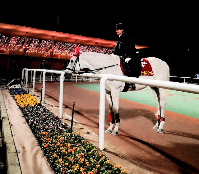東京都品川区・大井競馬場「東京メガイルミ2021-2022」お馬さんイベント（誘導馬）
